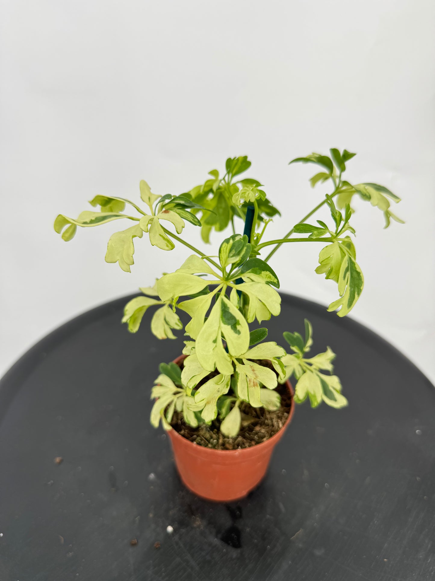 שפלרה קוטר 9