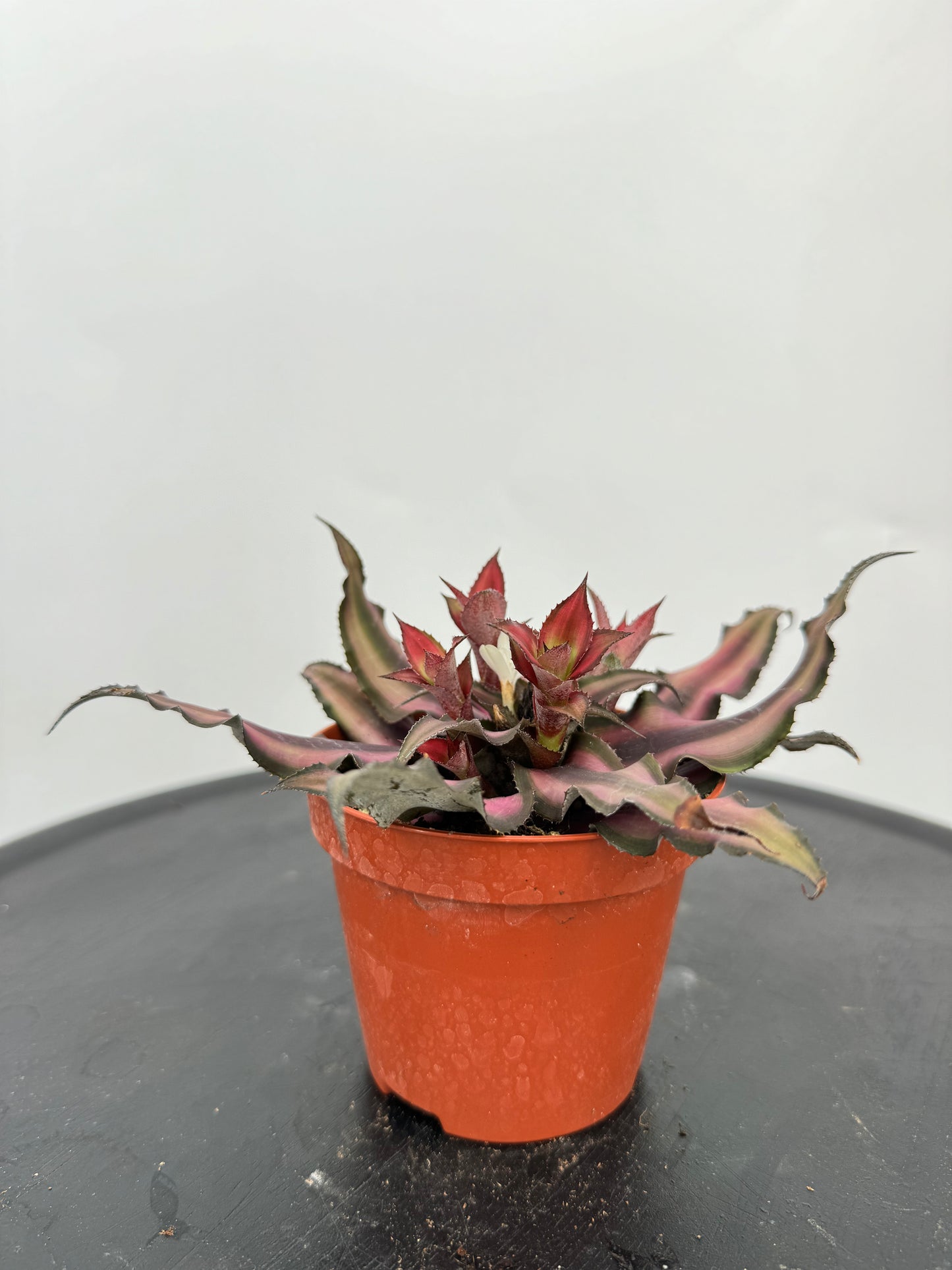 קריפטנטוס קוטר 9