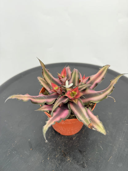 קריפטנטוס קוטר 9