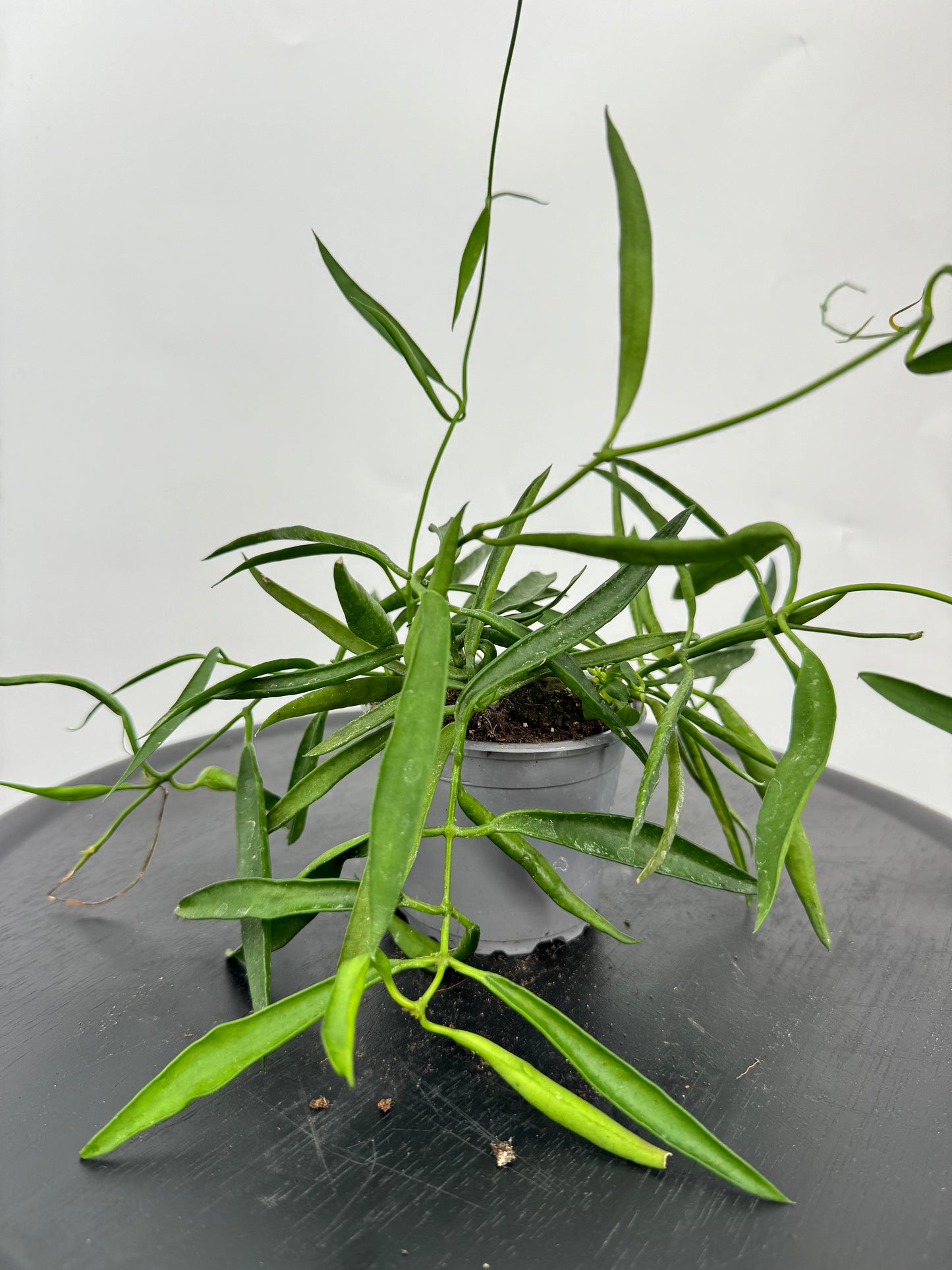 הויה לונגיפוליה קוטר 9