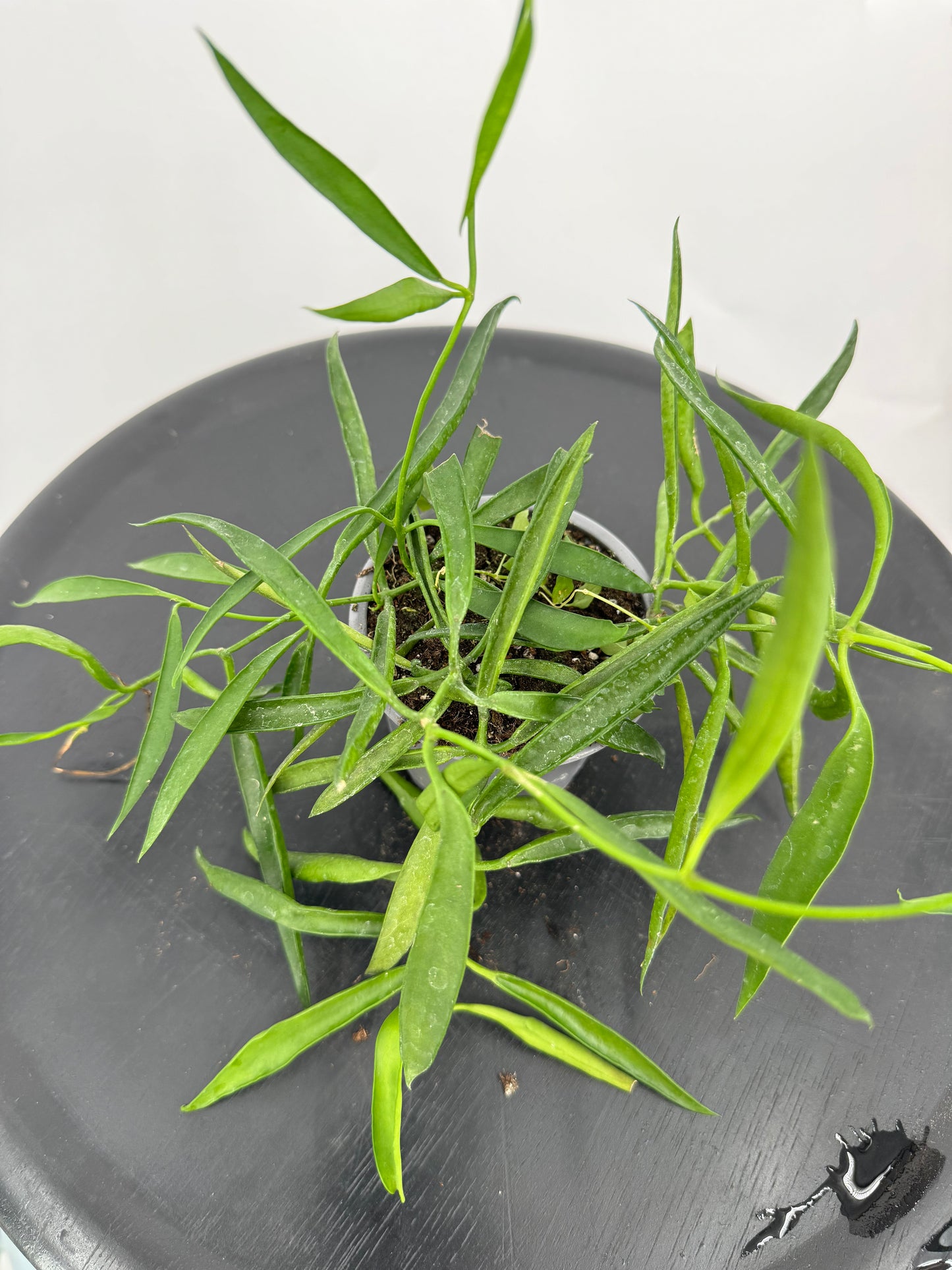 הויה לונגיפוליה קוטר 9