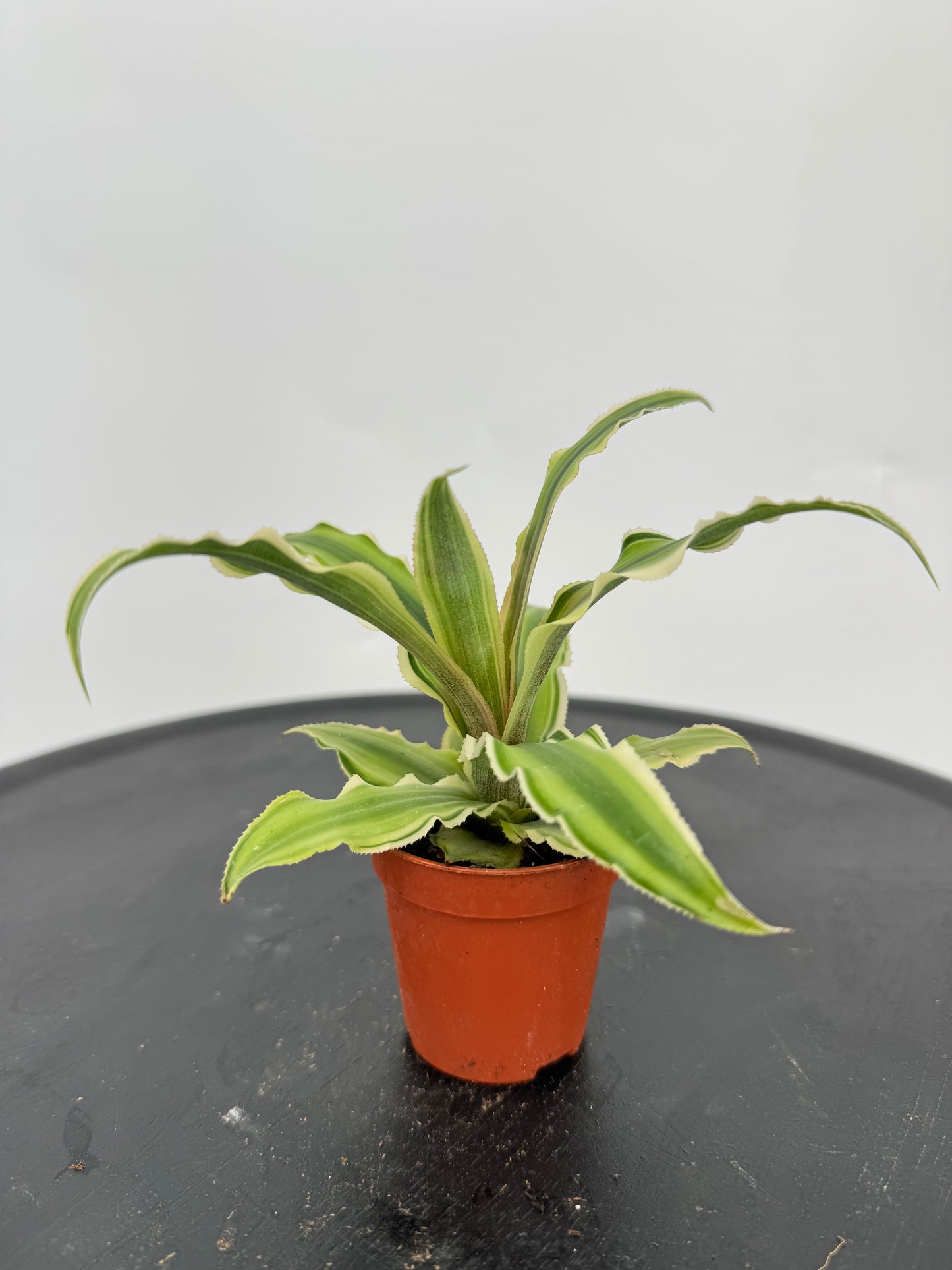 קריפטנטוס קוטר 5