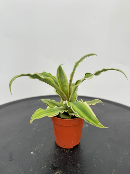 קריפטנטוס קוטר 5