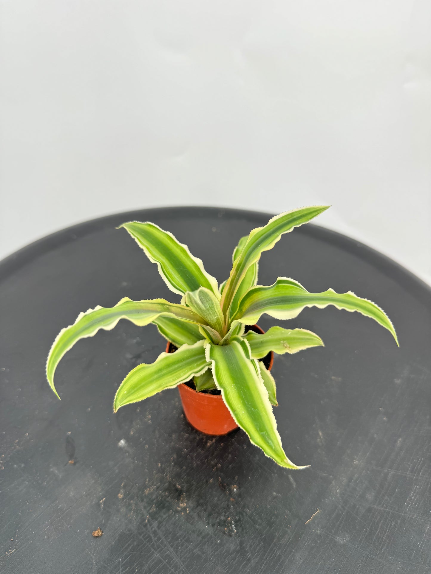 קריפטנטוס קוטר 5