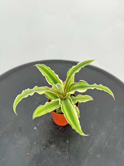 קריפטנטוס קוטר 5