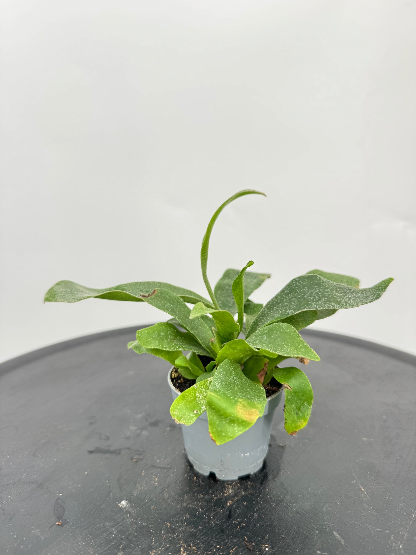 קרן אייל מיני קוטר 5