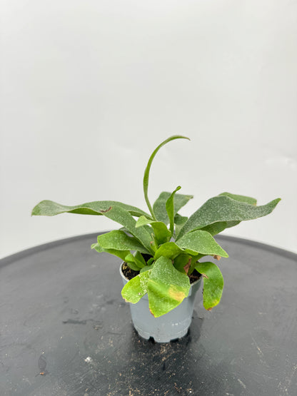 קרן אייל מיני קוטר 5