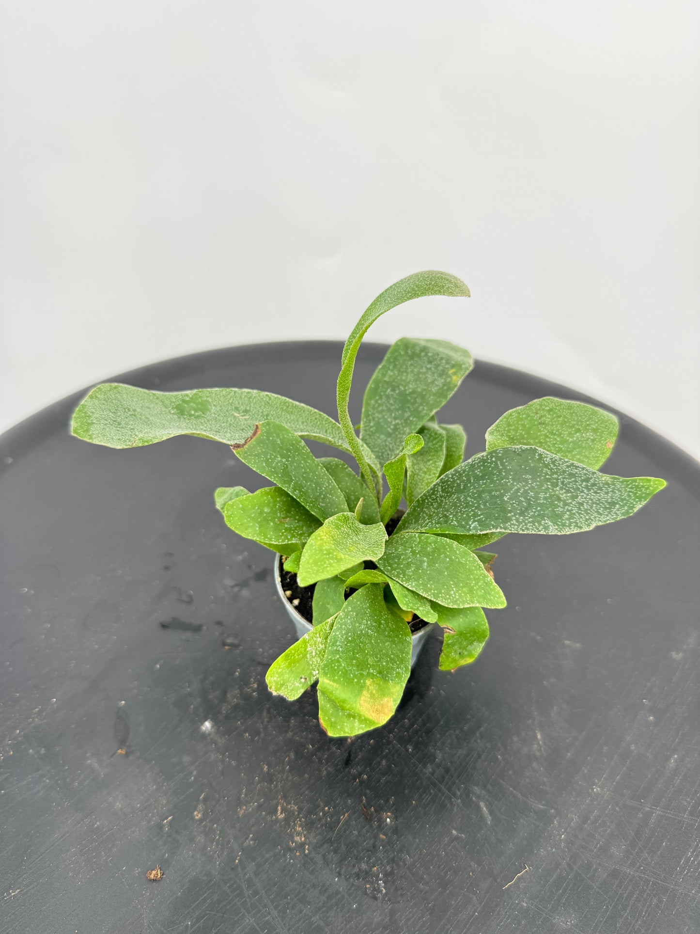 קרן אייל מיני קוטר 5