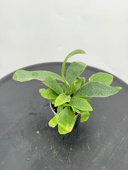 קרן אייל מיני קוטר 5