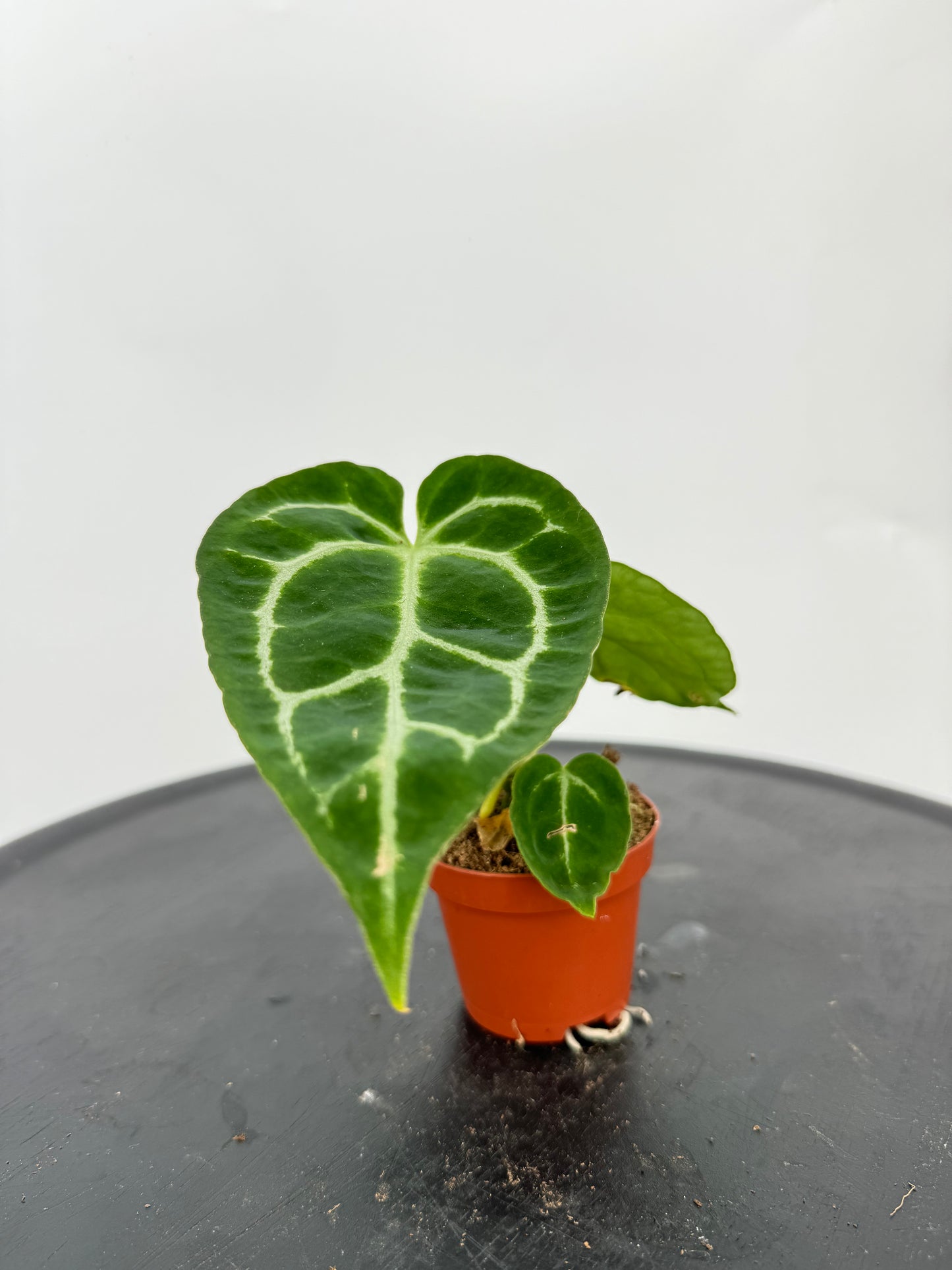 אנטוריום קריסטליניום קוטר 5