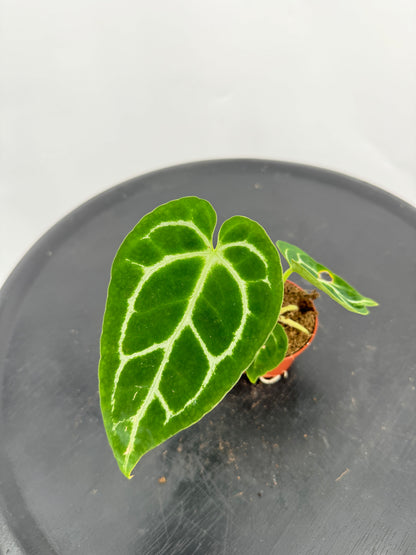 אנטוריום קריסטליניום קוטר 5