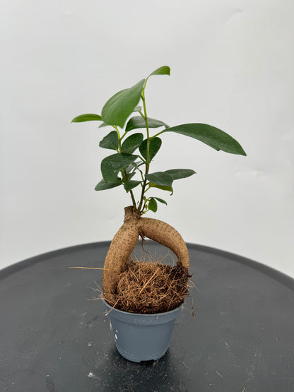 פיקוס בונזאי קוטר 9