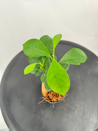 פיקוס בונזאי קוטר 9