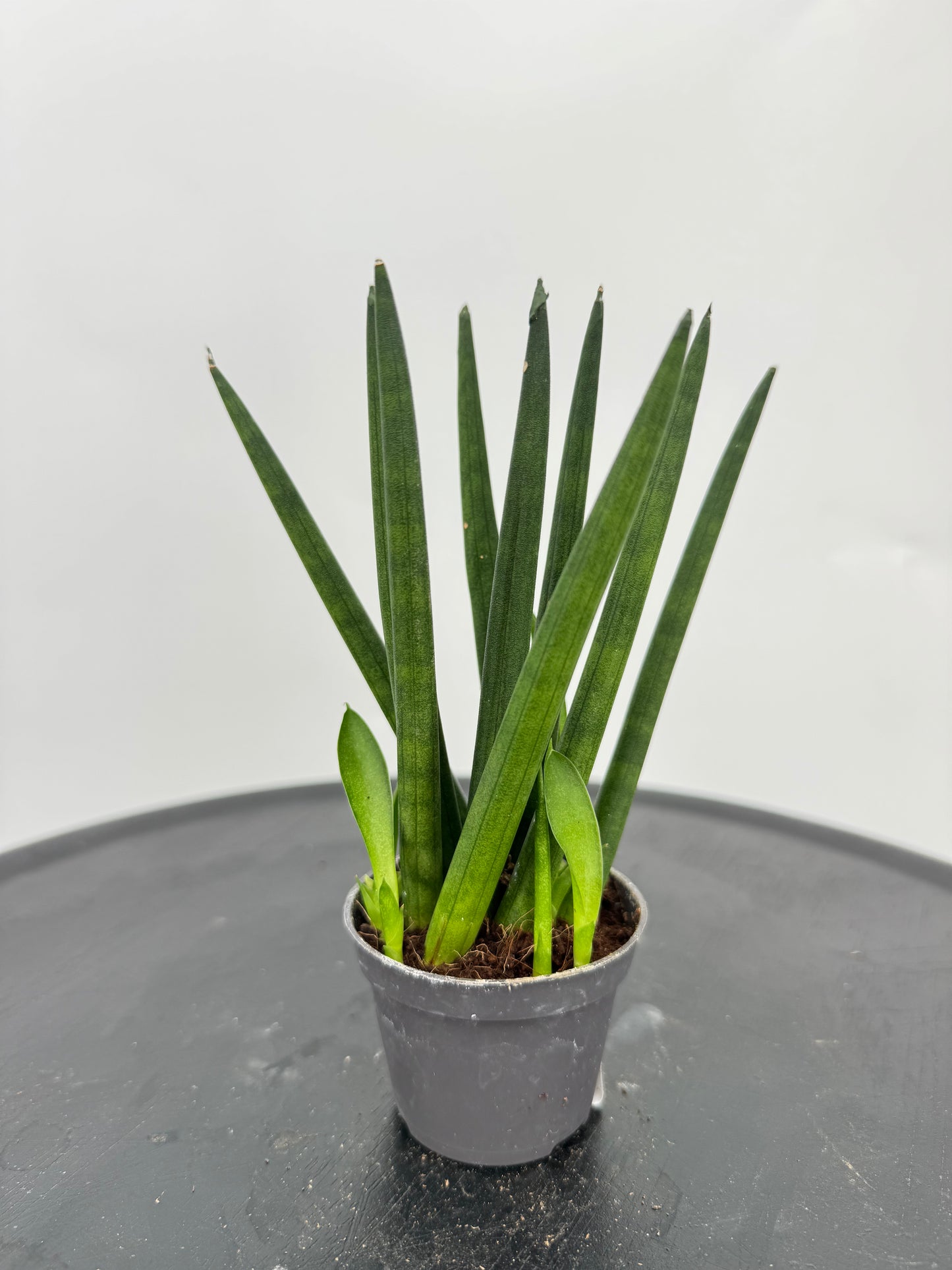 סנסויריה מיקס קוטר 5