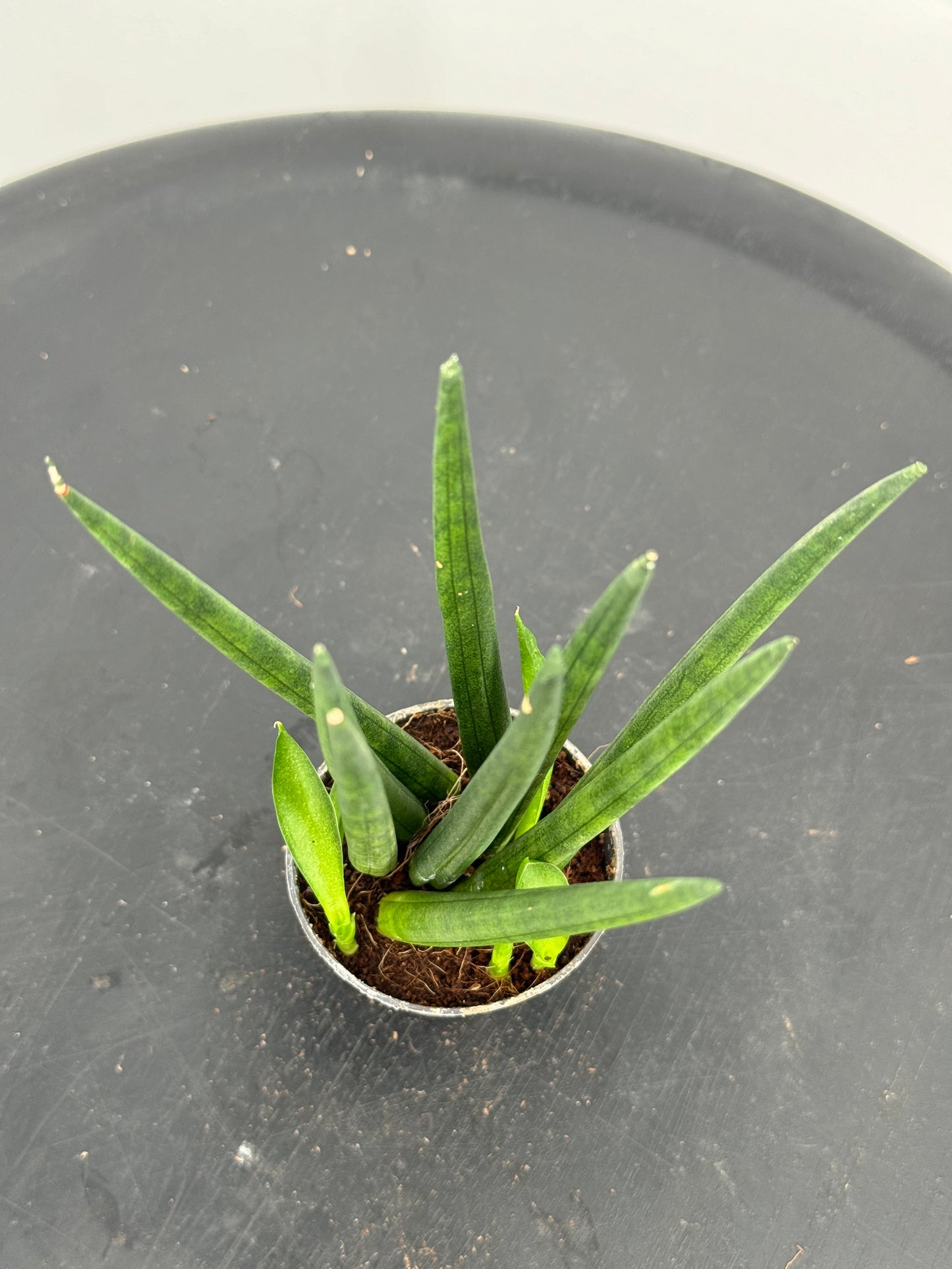 סנסויריה מיקס קוטר 5