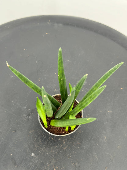 סנסויריה מיקס קוטר 5