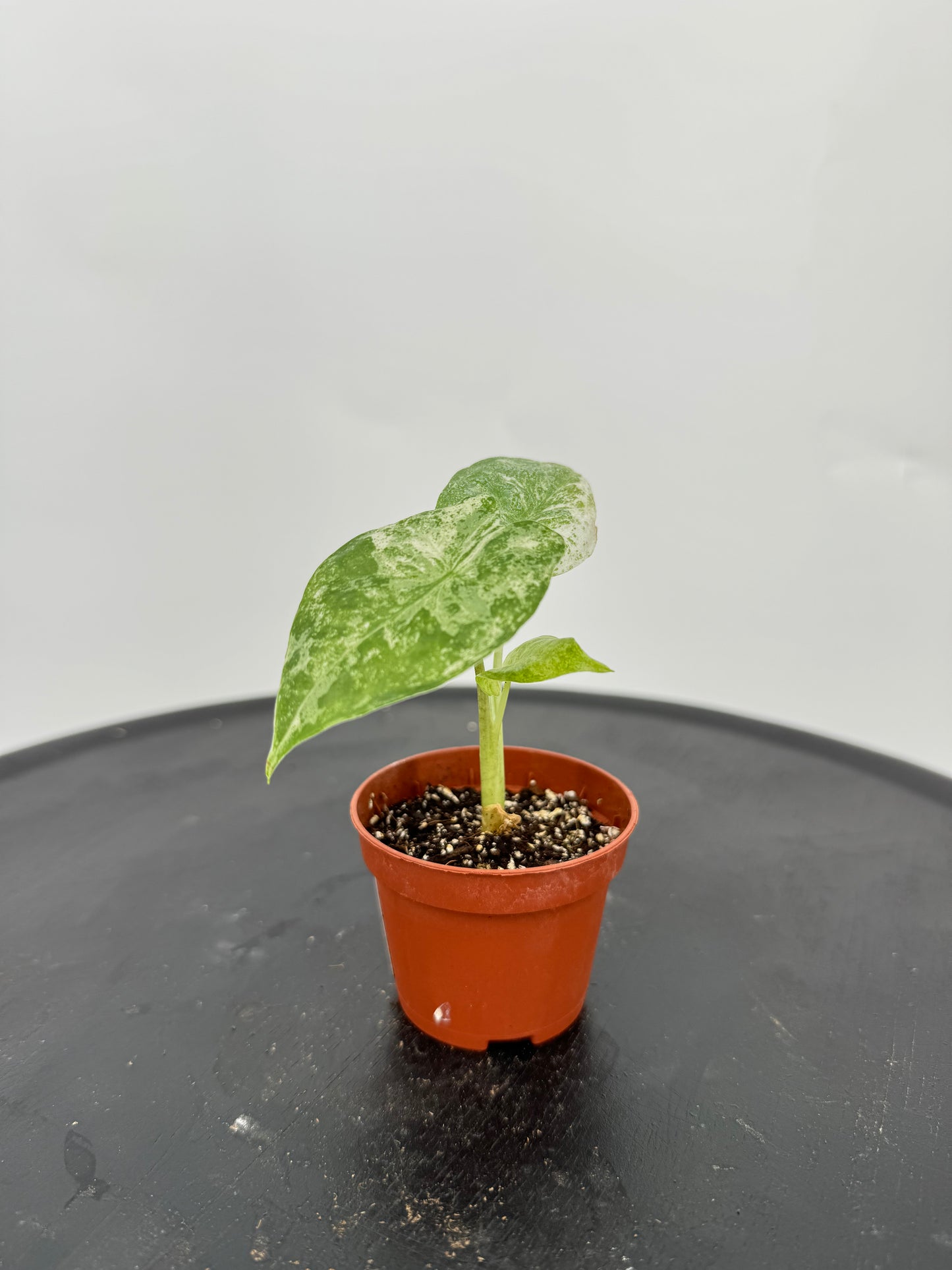 אלוקסיה אודורה קוטר 5