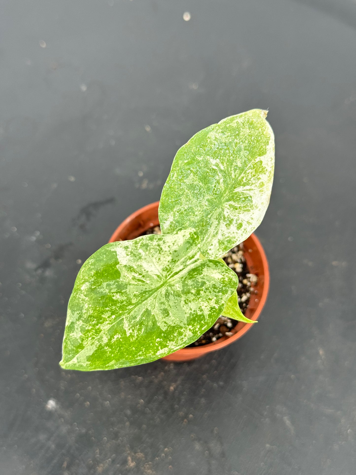 אלוקסיה אודורה קוטר 5