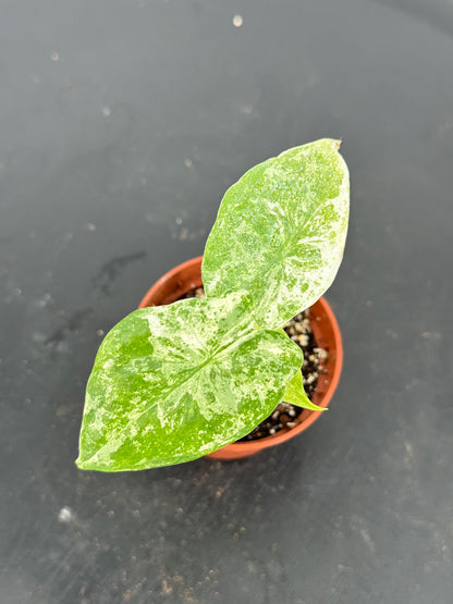 אלוקסיה אודורה קוטר 5