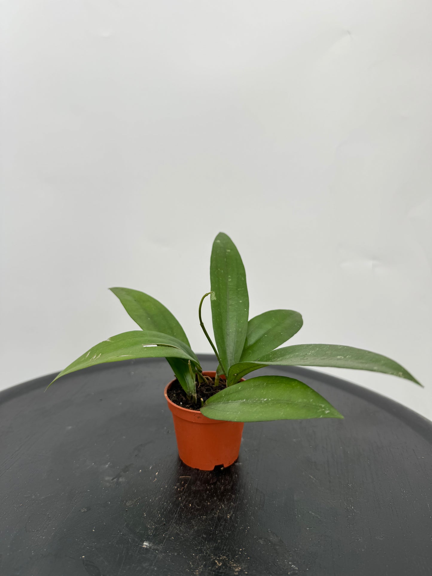 הויה רינדו רפלאשי קוטר 5