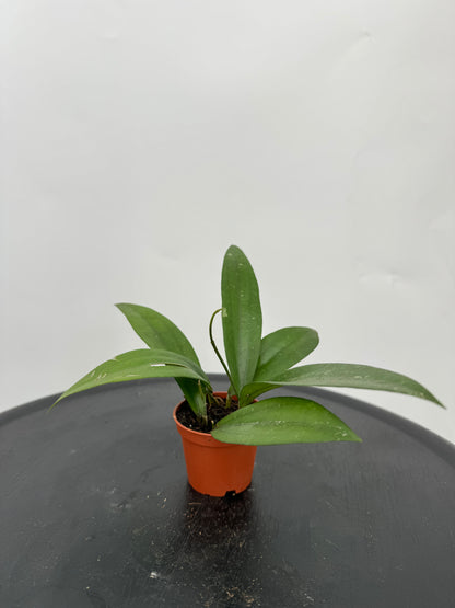 הויה רינדו רפלאשי קוטר 5