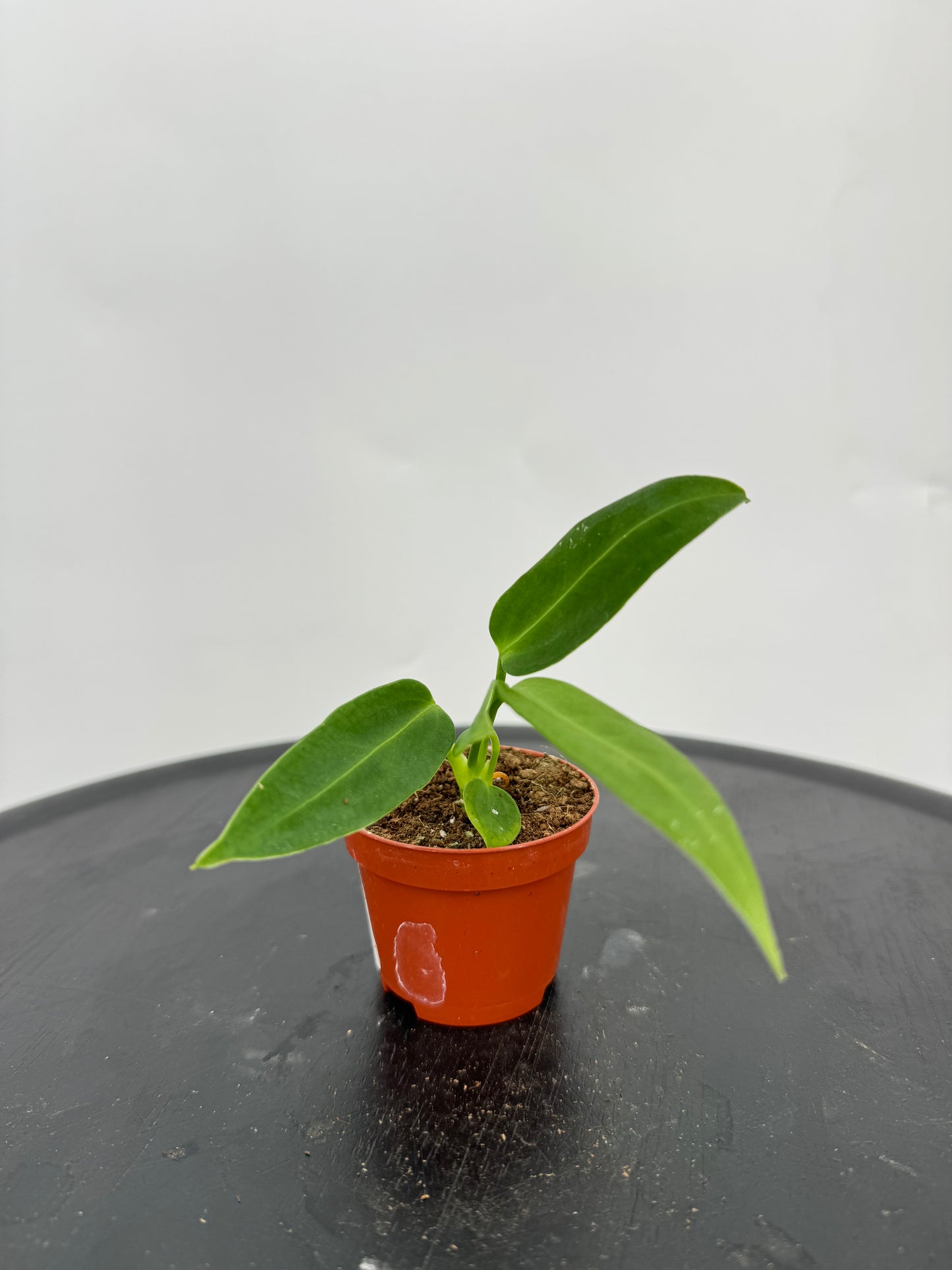 אנטוריום וורקאנום מיני קוטר 5