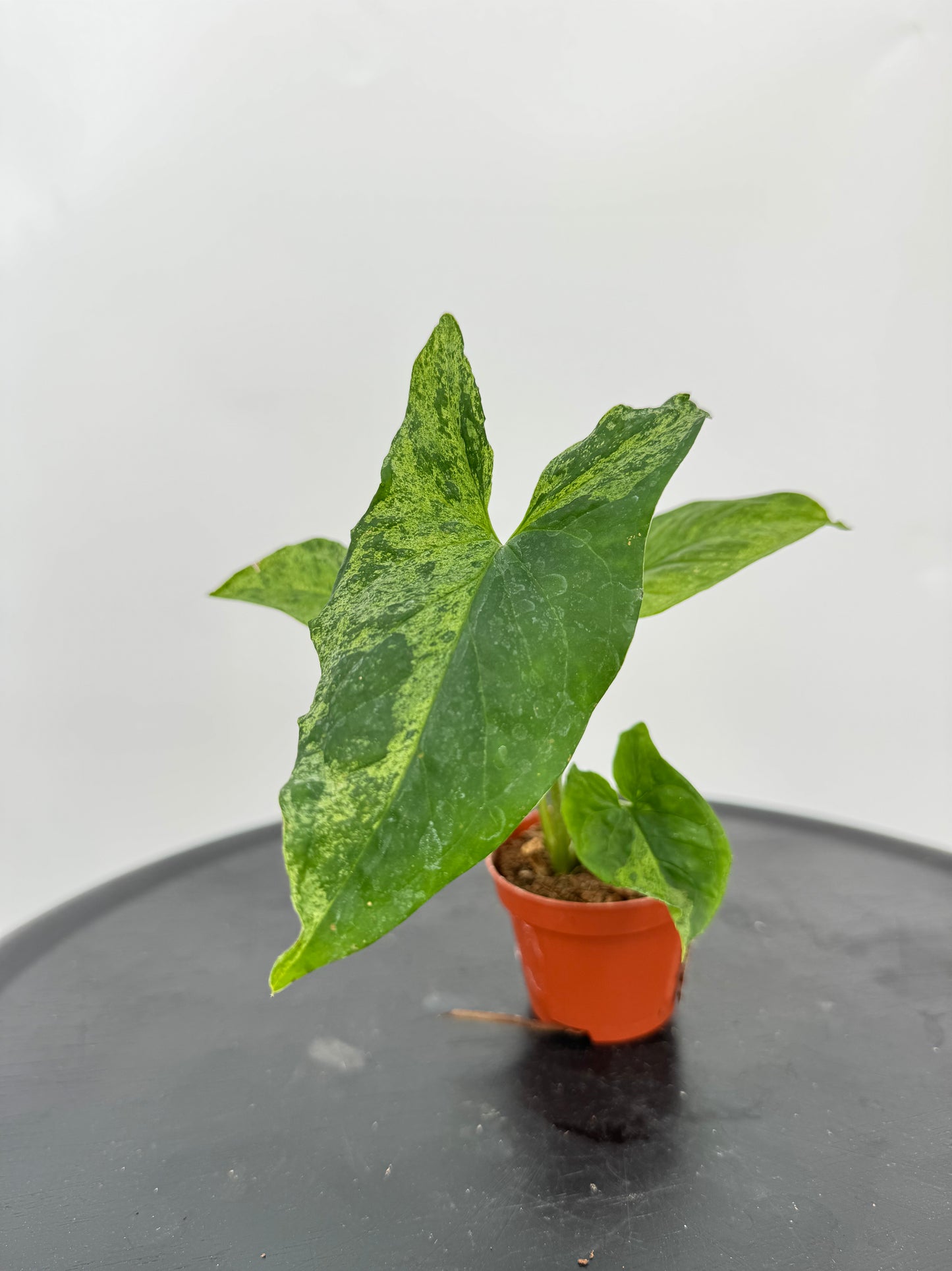 סינגוניום מוחיטו קוטר 5