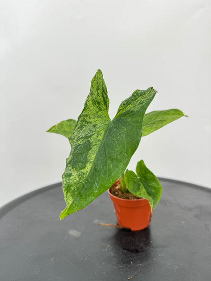 סינגוניום מוחיטו קוטר 5