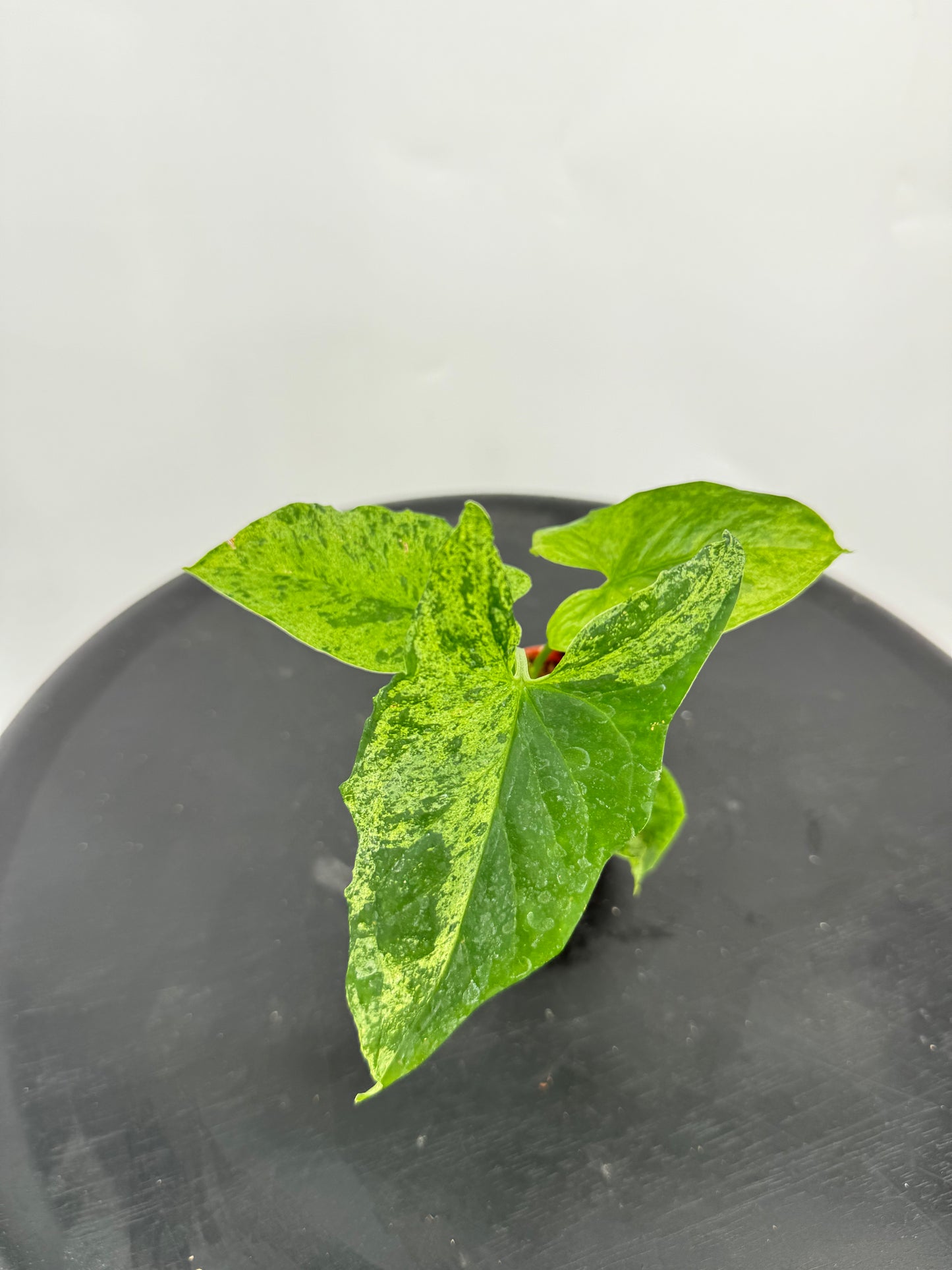 סינגוניום מוחיטו קוטר 5