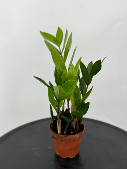 זמיה קוקוס עציץ קוטר 9 ס״מ