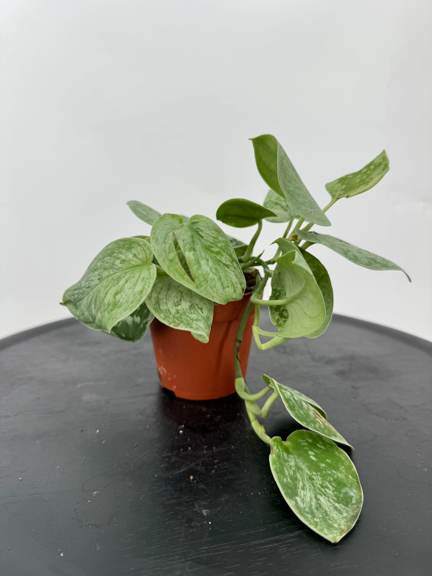 סקינדס סילבר אן קוטר 9