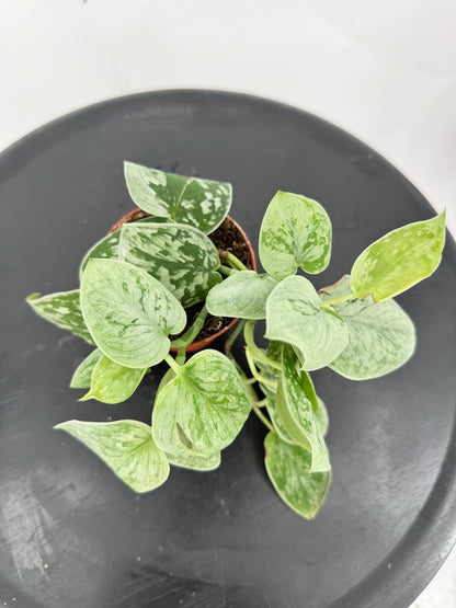 סקינדס סילבר אן קוטר 9