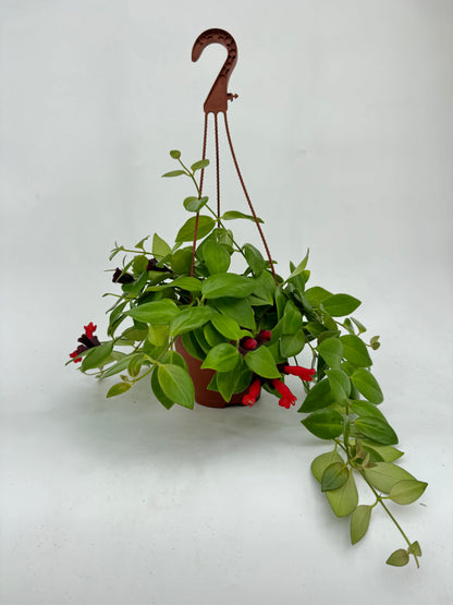 מונה ליזה אשיננטוס קוטר 15