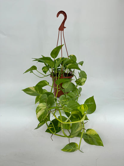 פוטוס ענק קוטר 15