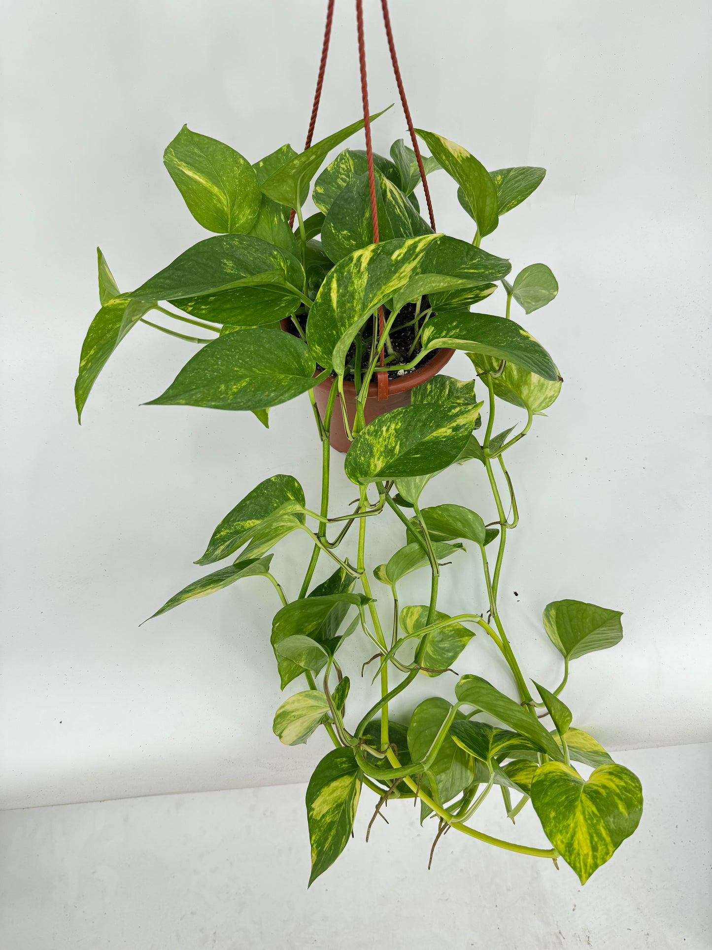 פוטוס ענק קוטר 15