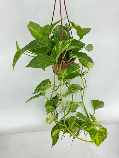 פוטוס ענק קוטר 15