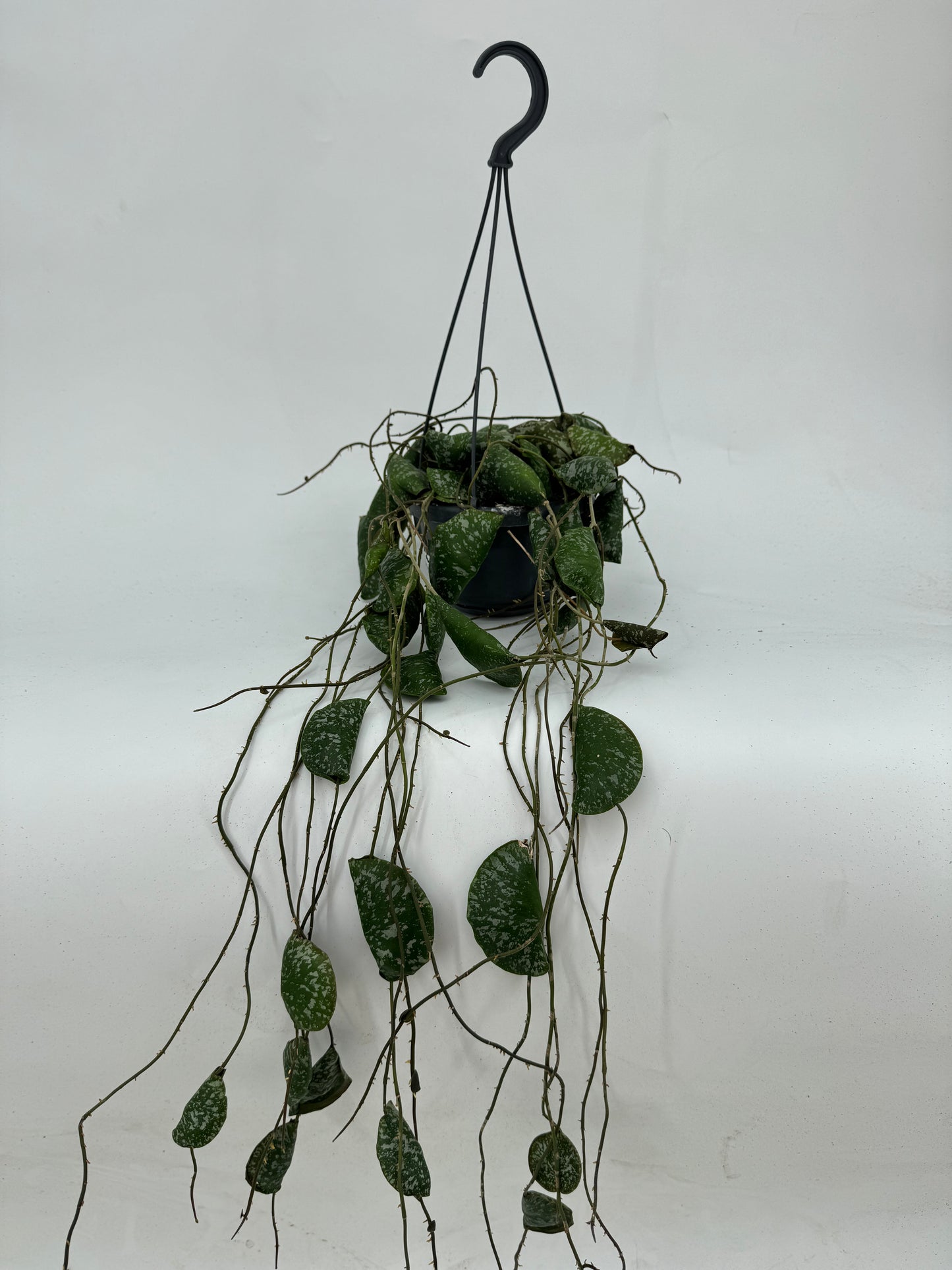 הויה אימבריקטה עציץ קוטר 12 ס״מ