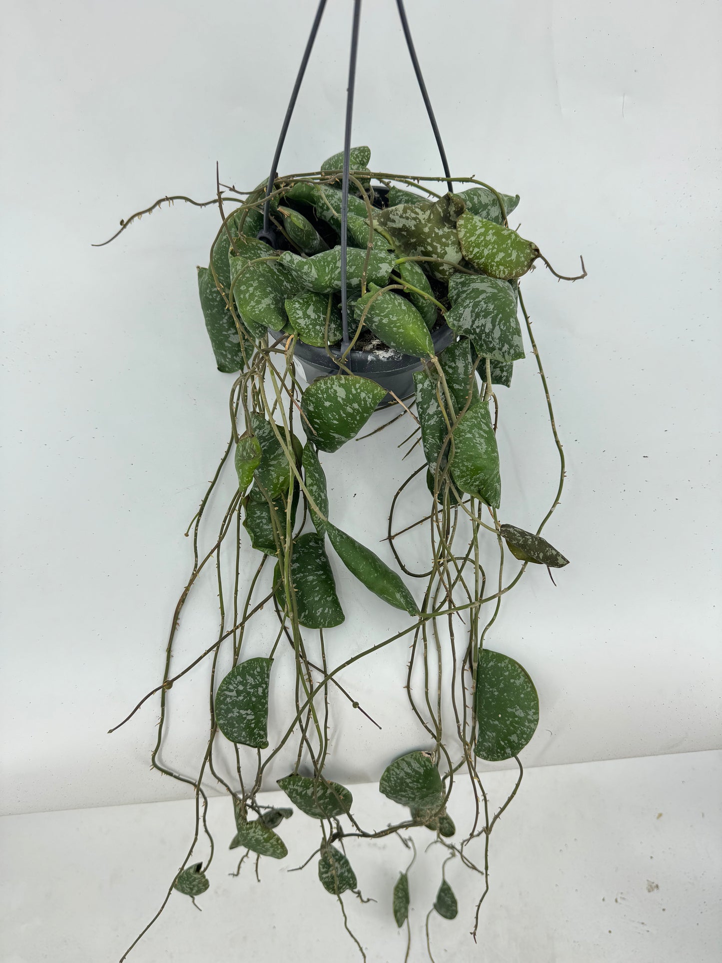 הויה אימבריקטה עציץ קוטר 12 ס״מ