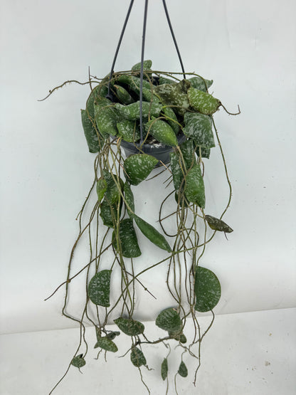 הויה אימבריקטה עציץ קוטר 12 ס״מ