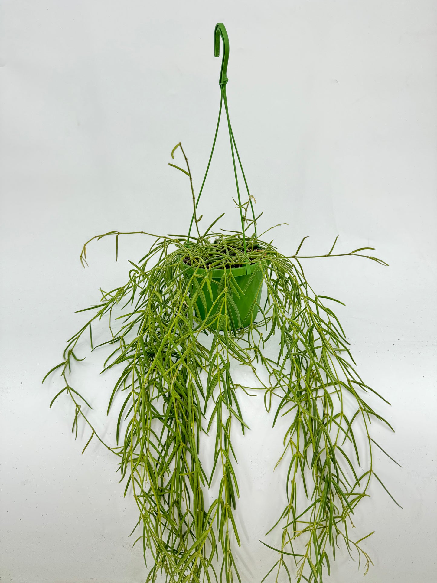 הויה לניאריס ענקית עציץ קוטר 14 ס״מ