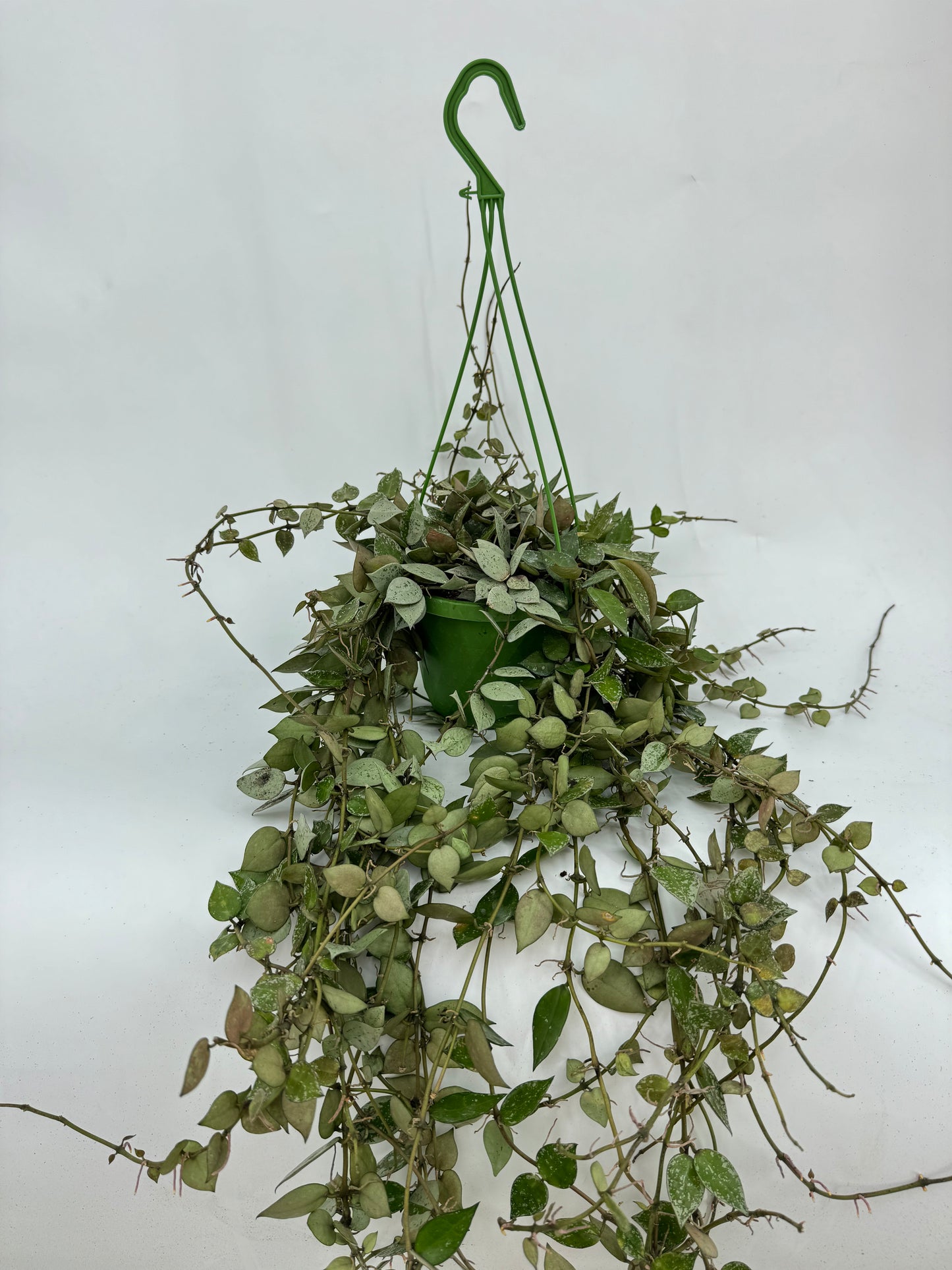 הויה אסקימו עציץ קוטר 12 ס״מ