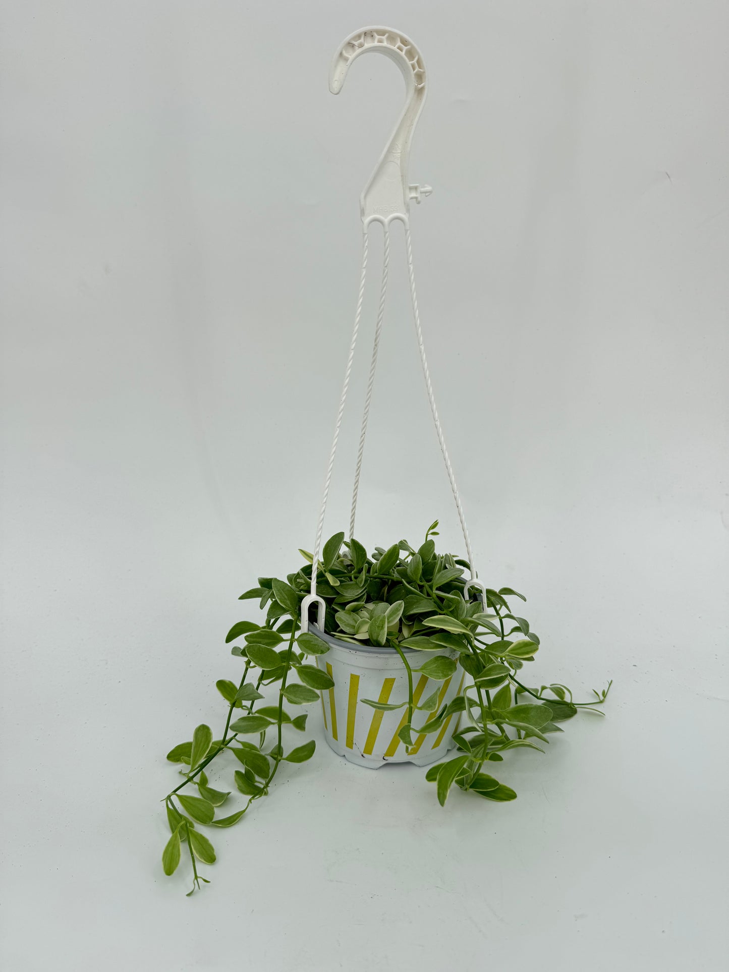 דישידיה מגוונת יציץ קוטר 12 ס״מ