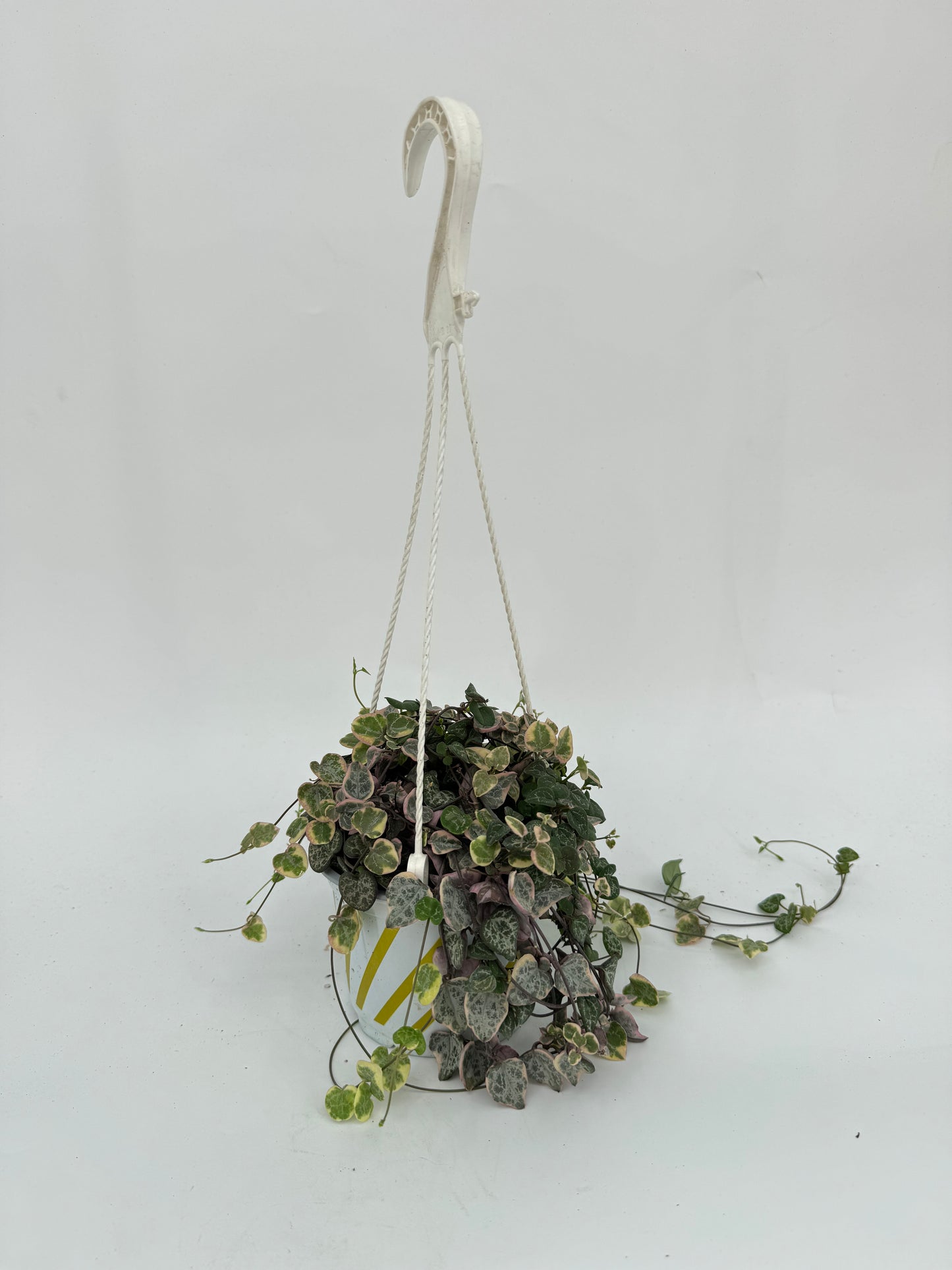 שעוונית זוחלת עציץ קוטר 12 ס״מ