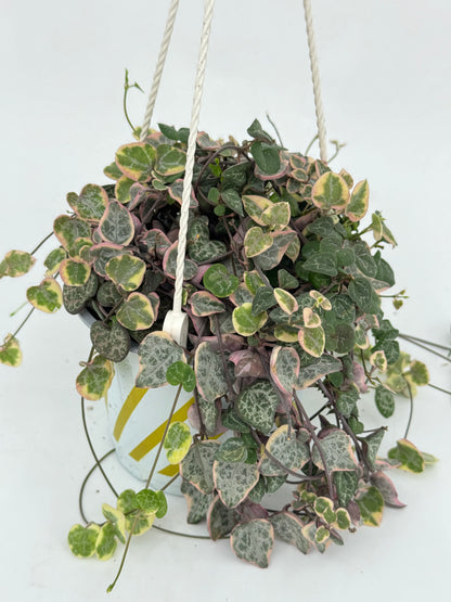 שעוונית זוחלת עציץ קוטר 12 ס״מ