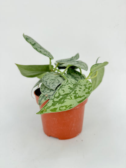 סקנדס סילבר עציץ קוטר 12 ס״מ