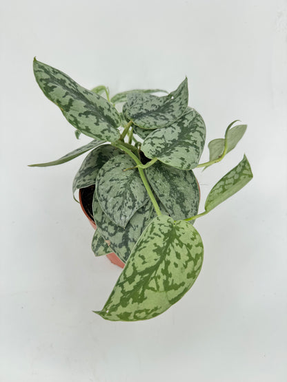 סקנדס סילבר עציץ קוטר 12 ס״מ