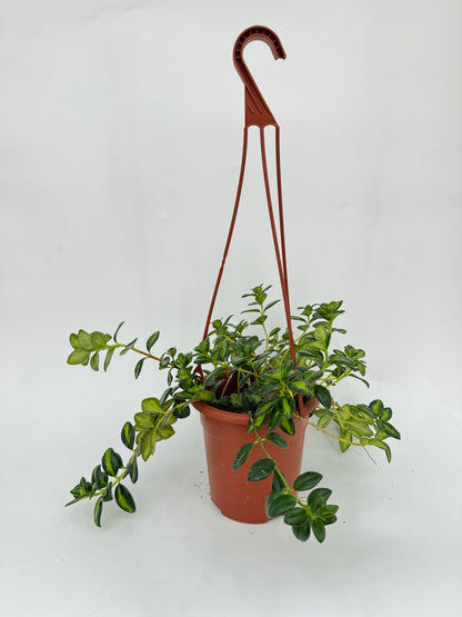 נמנטוס מגון עציץ קוטר 15 ס״מ