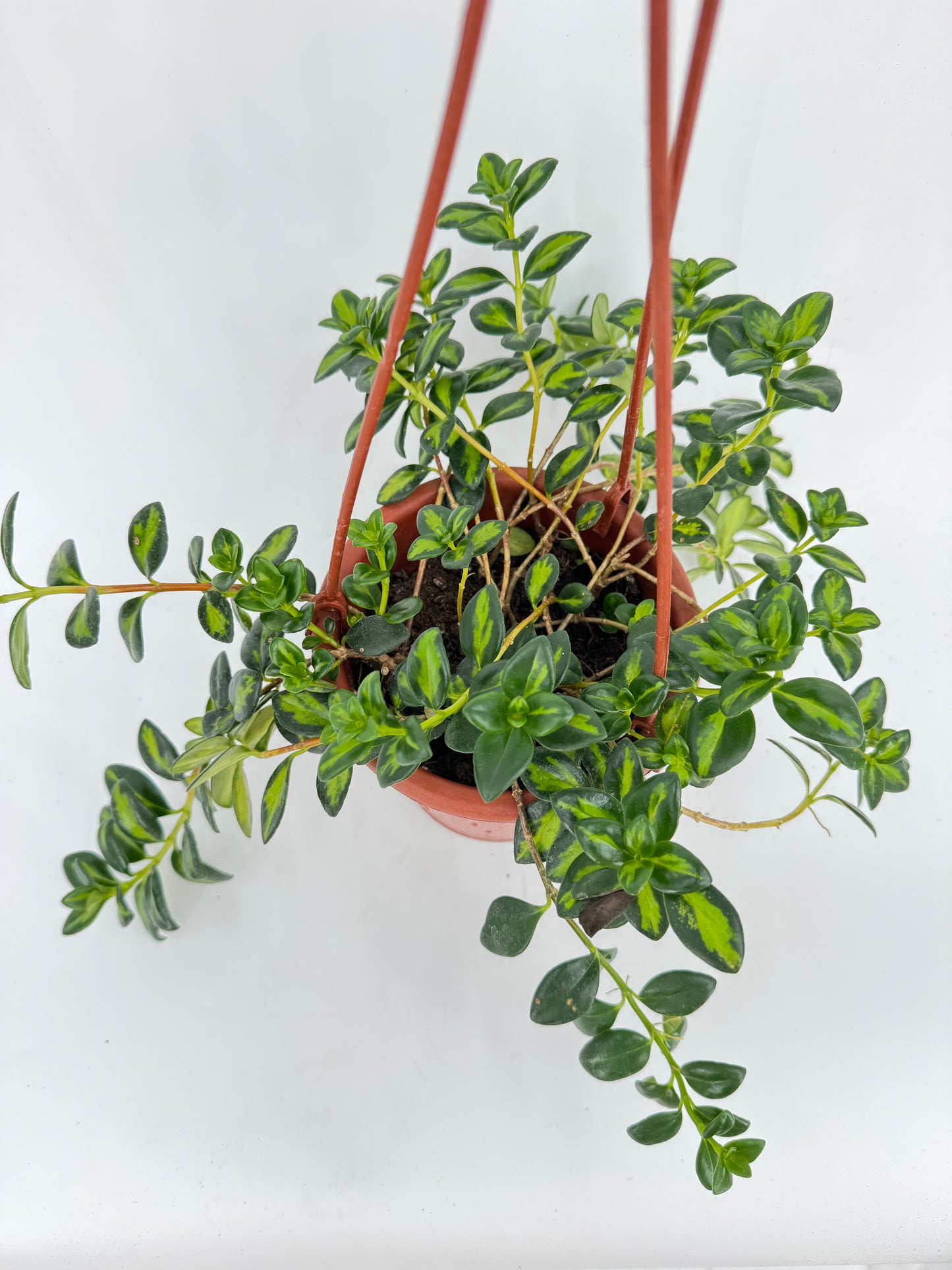 נמנטוס מגון עציץ קוטר 15 ס״מ