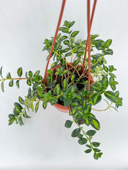 נמנטוס מגון עציץ קוטר 15 ס״מ