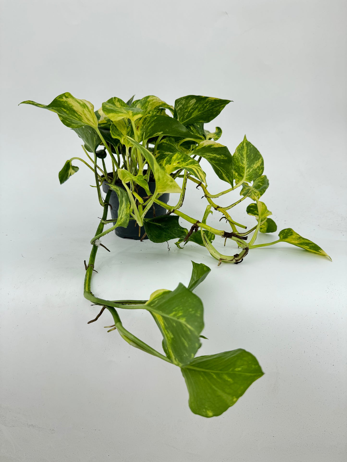 פוטוס אנגוי גולד עציץ קוטר 12 ס״מ